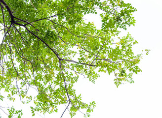 Fototapeta premium Fresh leaves