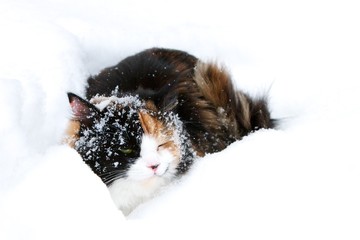 Dark cat in a snowdrift