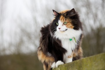 Portrait of a smiling cat