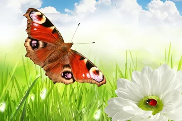 Foto op Plexiglas Lieveheersbeestjes achtergrond van ochtenddauw op een lentegras