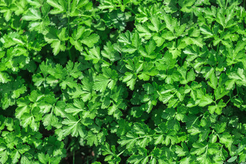 Obraz premium Parsley