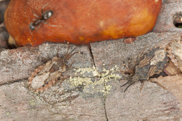 Flat bugs, Aradus obtecus and Aradus corticalis on pine