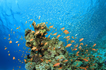 Coral Reef Underwater