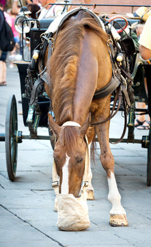 Cavallo