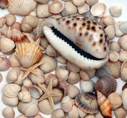 Seashells