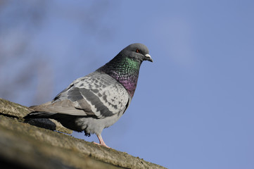 Gołąb na dachu © carlithos