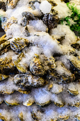 Large pacific oysters