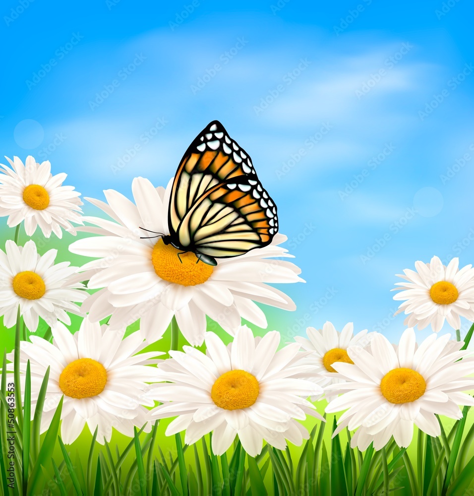 Fototapete Nature background with spring daisy flower and butterfly.