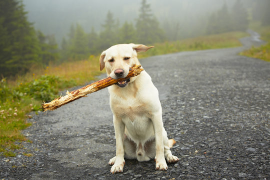 Yellow Labrador Retriever With Stick