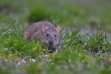 brown rat, common rat, street rat (Rattus norvegicus)