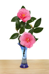 Camellias in a vase
