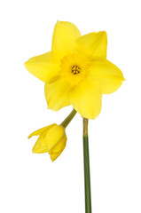 Fototapeta premium Double daffodil