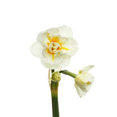 Naklejka na ściany i meble Pale daffodil