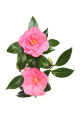 Two camellias