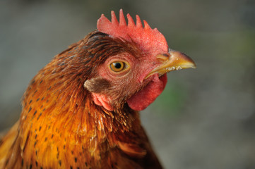 hen