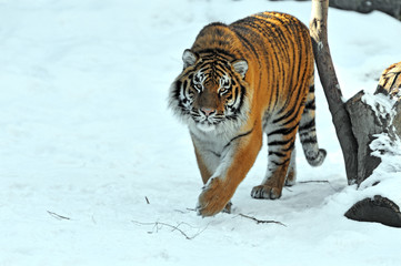 Obraz premium Portrait of the Amur tiger in the spring