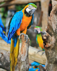 Colorful macaw