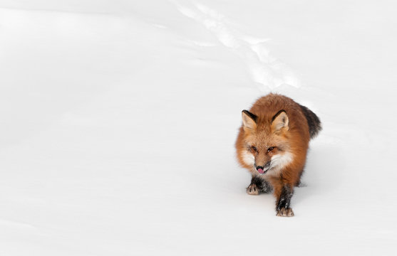 Red Fox (Vulpes vulpes) Licks Nose - Powered by Adobe