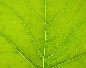 Plakat Leaf
