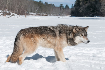 Grey Wolf (Canis lupus) Stands in Snowy Riverbed