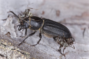 Black longicorn beetle, Spondylis buprestoides attacked by ants