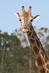 Fototapeta premium Head and neck of a giraffe