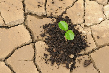 a sprout in a drought soil