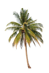 Fototapeta premium Coconut palm tree isolated on white background