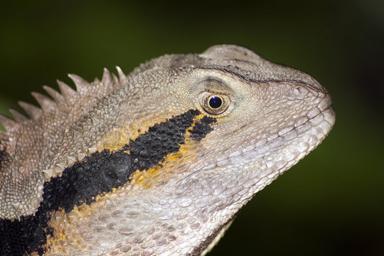 Water dragon close up