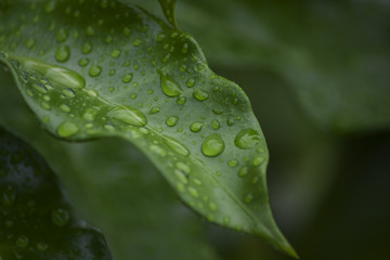 Wet Leaf