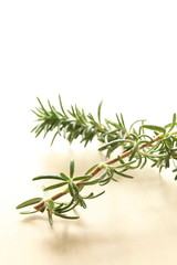 close up of freshness rosemary with copy space