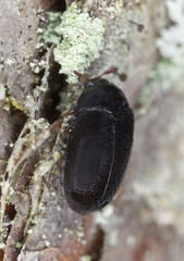 Cobweb beetle, Ctesias serra on pine, extreme close-up
