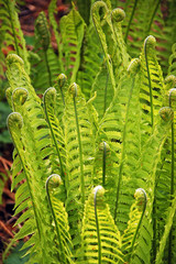 Green spring ferns
