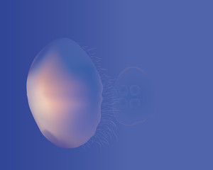 moon jellyfish