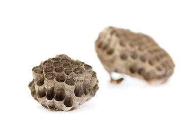 honeycombs   isolated on white background