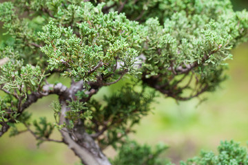 beautiful juniper bonsai  in a botanical garden