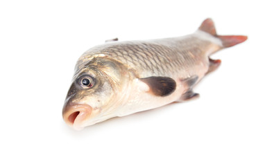 Fototapeta premium fish on a white background