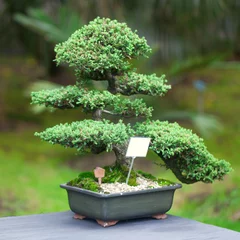 Fotobehang Bonsai mooie jeneverbesbonsai in een botanische tuin  © Evgeniya Uvarova
