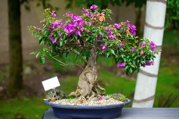Foto auf Acrylglas Bonsai schöne Bonsai-Bougainvillea in einem botanischen Garten
