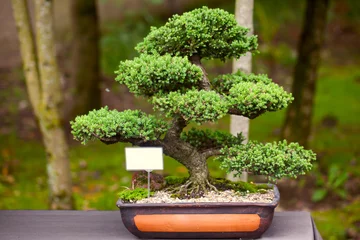 Printed kitchen splashbacks Bonsai beautiful juniper bonsai  in a botanical garden