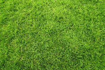 Green field of grass background