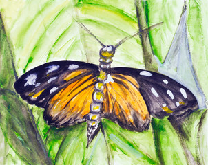Watercolor tropical butterfly