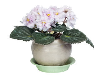 Gentle pink violets bush