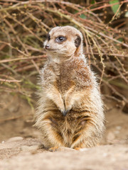 Suricate or meerkat