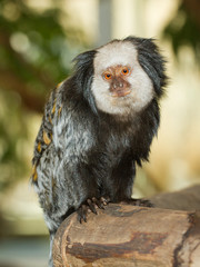 Four Geoffroy's Tufted-eared Marmoset