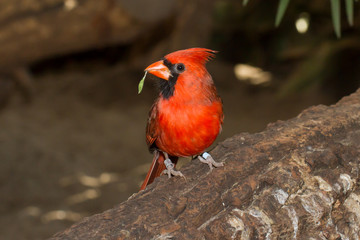 Northern Cardinal in captivity