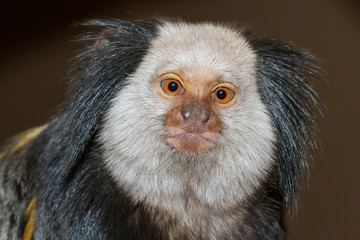 Four Geoffroy's Tufted-eared Marmoset