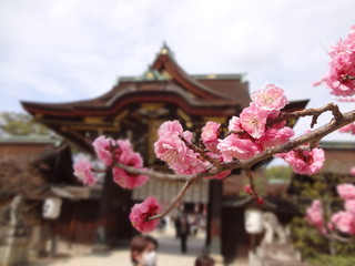 北野天満宮  梅の花