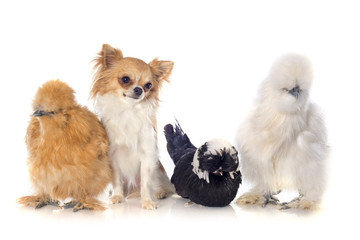 bantam chicken and chihuahua