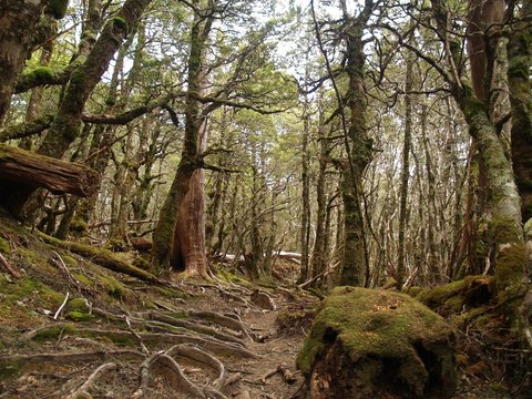 Rain forest in Cradle Mountain - Lake St Clair National Park